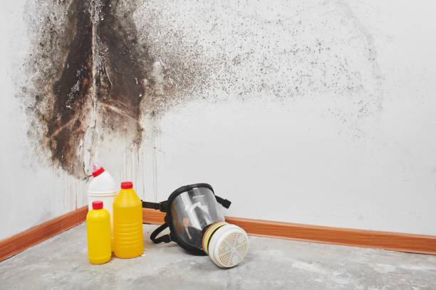 Attic Mold Removal in Crystal Lakes, OH