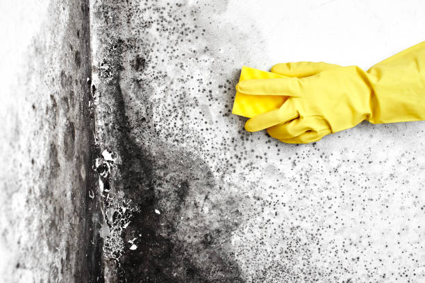 Professional Mold Removal in Crystal Lakes, OH