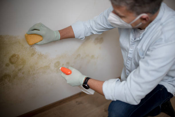 Best Local Mold Removal Service  in Crystal Lakes, OH