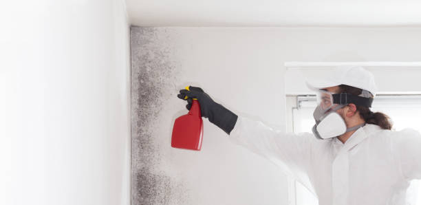 Best Mold Remediation Experts  in Crystal Lakes, OH