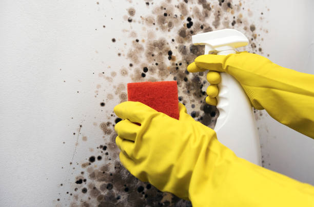 Best Mold Removal Company Near Me  in Crystal Lakes, OH