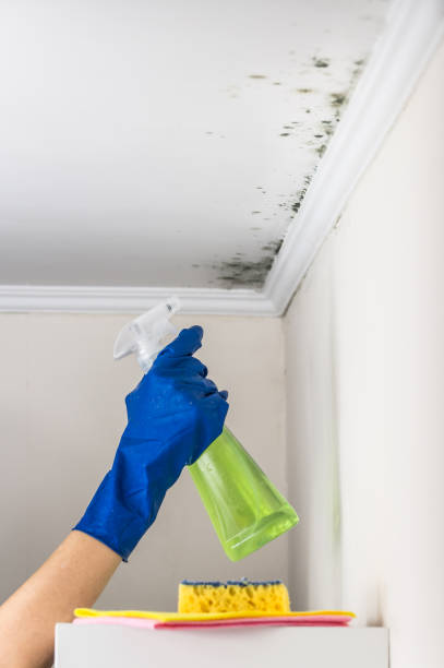 Best Mold Removal Company Near Me  in Crystal Lakes, OH